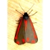 Cinnabar Moth Hipocrita jacobaeae pupae